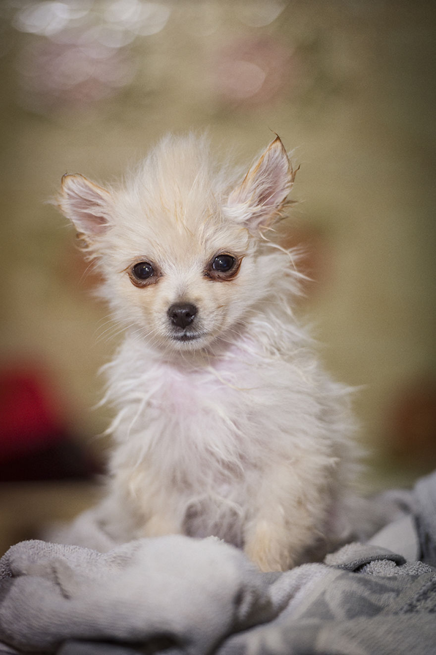 My Hero: Puppy – The Hungarian Dog My Hero: Puppy – The Hungarian Dog