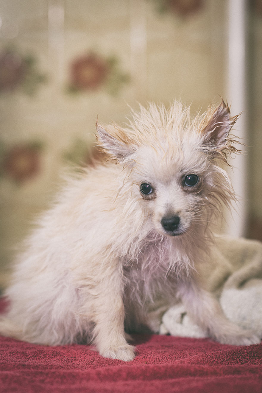 My Hero: Puppy – The Hungarian Dog My Hero: Puppy – The Hungarian Dog