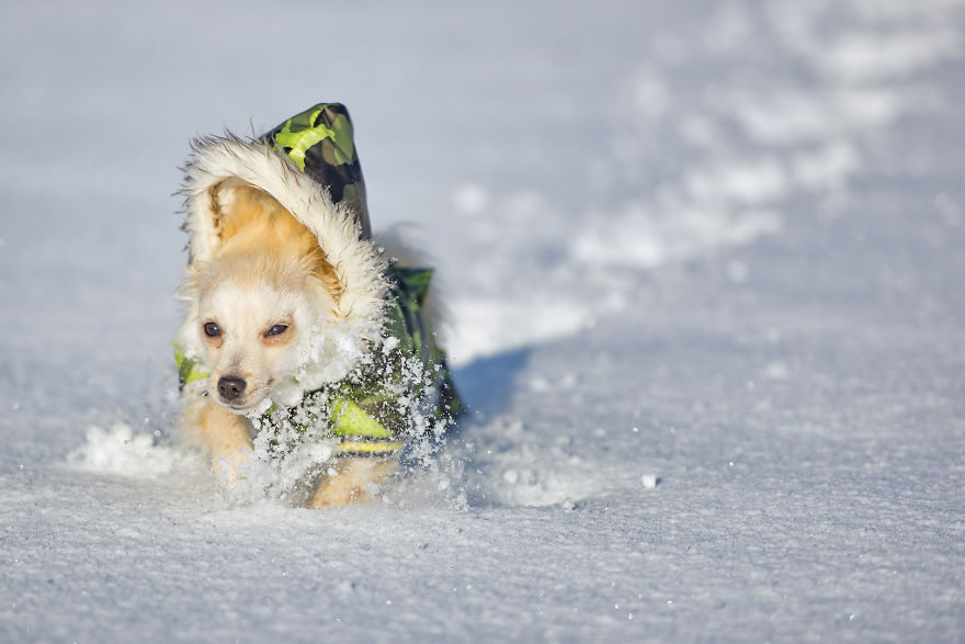 My Hero: Puppy – The Hungarian Dog My Hero: Puppy – The Hungarian Dog
