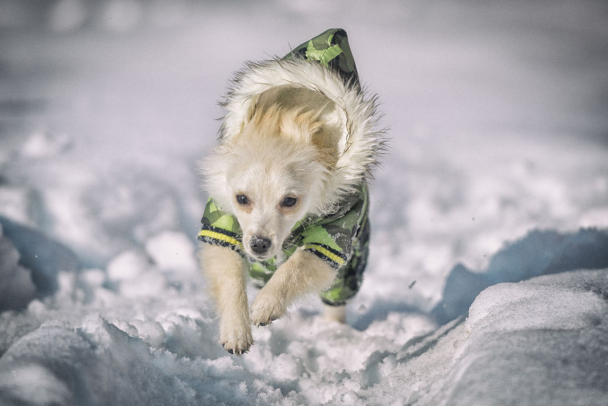 My Hero: Puppy – The Hungarian Dog My Hero: Puppy – The Hungarian Dog