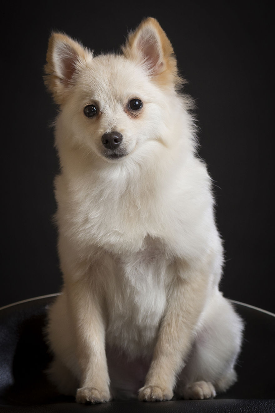 My Hero: Puppy – The Hungarian Dog My Hero: Puppy – The Hungarian Dog