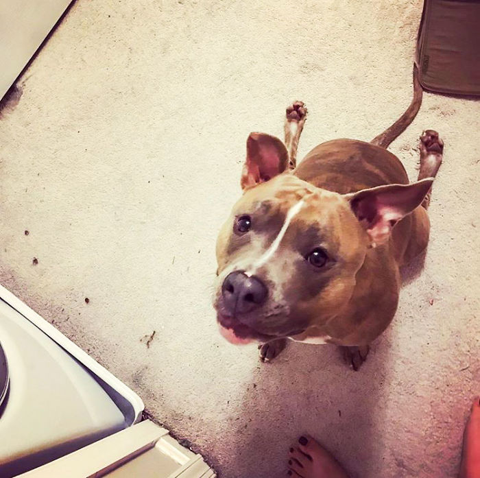 Meet Leela, The Weirdest Pit Bull In The World Who Acts So Strangely Even Vets Can’t Explain It Meet Leela, The Weirdest Pit Bull In The World Who Acts So Strangely Even Vets Can’t Explain It