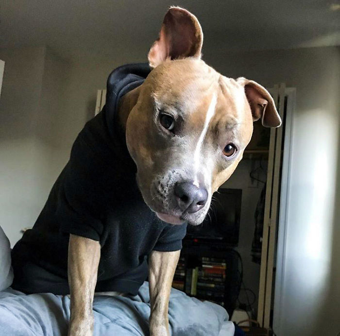 Meet Leela, The Weirdest Pit Bull In The World Who Acts So Strangely Even Vets Can’t Explain It Meet Leela, The Weirdest Pit Bull In The World Who Acts So Strangely Even Vets Can’t Explain It