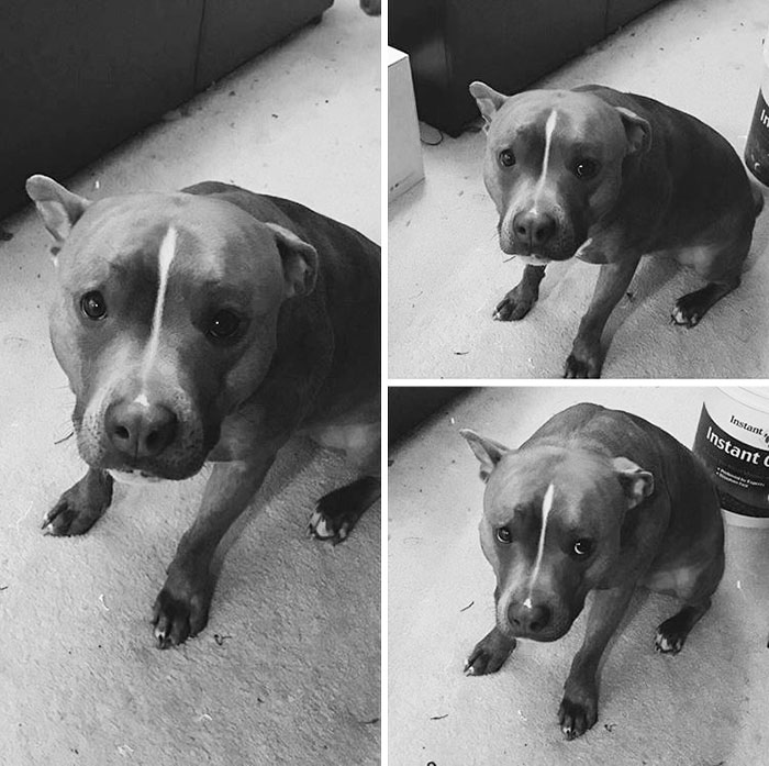 Meet Leela, The Weirdest Pit Bull In The World Who Acts So Strangely Even Vets Can’t Explain It Meet Leela, The Weirdest Pit Bull In The World Who Acts So Strangely Even Vets Can’t Explain It