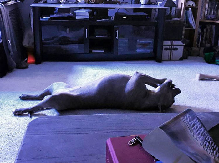 Meet Leela, The Weirdest Pit Bull In The World Who Acts So Strangely Even Vets Can’t Explain It Meet Leela, The Weirdest Pit Bull In The World Who Acts So Strangely Even Vets Can’t Explain It