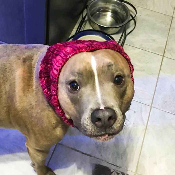 Meet Leela, The Weirdest Pit Bull In The World Who Acts So Strangely Even Vets Can’t Explain It Meet Leela, The Weirdest Pit Bull In The World Who Acts So Strangely Even Vets Can’t Explain It