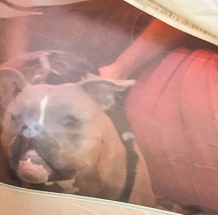 Meet Leela, The Weirdest Pit Bull In The World Who Acts So Strangely Even Vets Can’t Explain It Meet Leela, The Weirdest Pit Bull In The World Who Acts So Strangely Even Vets Can’t Explain It