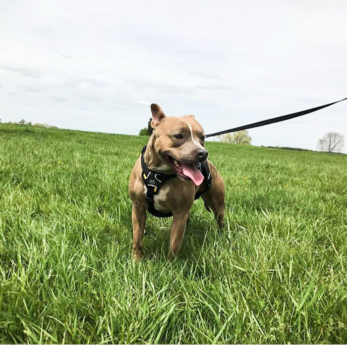 Meet Leela, The Weirdest Pit Bull In The World Who Acts So Strangely Even Vets Can’t Explain It Meet Leela, The Weirdest Pit Bull In The World Who Acts So Strangely Even Vets Can’t Explain It