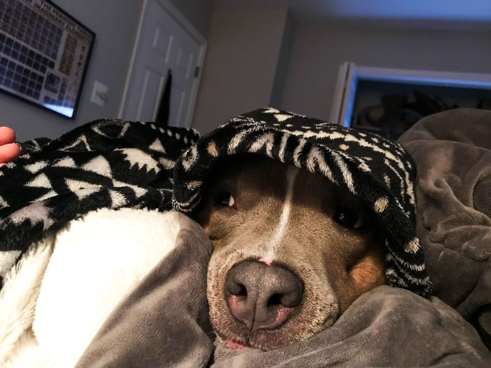 Meet Leela, The Weirdest Pit Bull In The World Who Acts So Strangely Even Vets Can’t Explain It Meet Leela, The Weirdest Pit Bull In The World Who Acts So Strangely Even Vets Can’t Explain It