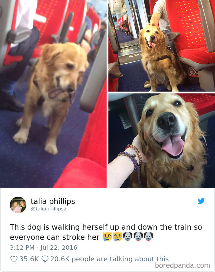 You Will Be Smiling Like An Idiot After Seeing These 239 Wholesome Pictures You Will Be Smiling Like An Idiot After Seeing These 239 Wholesome Pictures