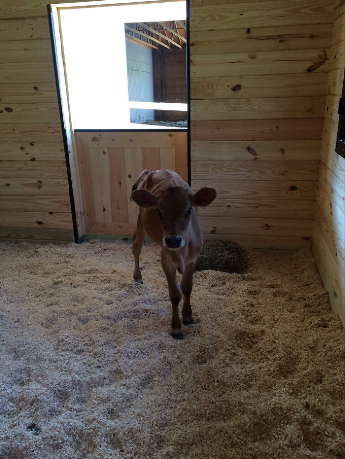 We Rescued A “Bottle Fed Calf” And Now He’s Acting Like A Puppy We Rescued A “Bottle Fed Calf” And Now He’s Acting Like A Puppy