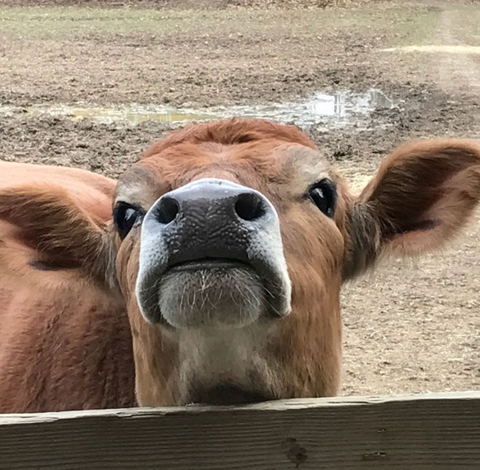 We Rescued A “Bottle Fed Calf” And Now He’s Acting Like A Puppy We Rescued A “Bottle Fed Calf” And Now He’s Acting Like A Puppy