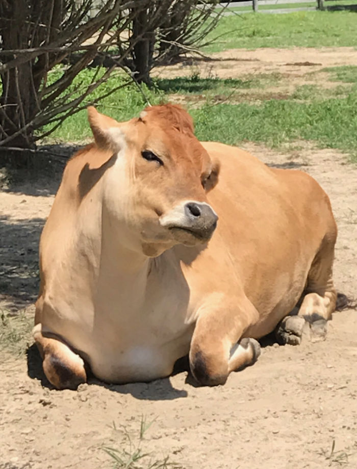 We Rescued A “Bottle Fed Calf” And Now He’s Acting Like A Puppy We Rescued A “Bottle Fed Calf” And Now He’s Acting Like A Puppy