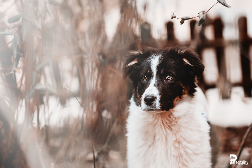 I Take Professional Photos For Abandoned Animals To Help Them Find A New Home I Take Professional Photos For Abandoned Animals To Help Them Find A New Home