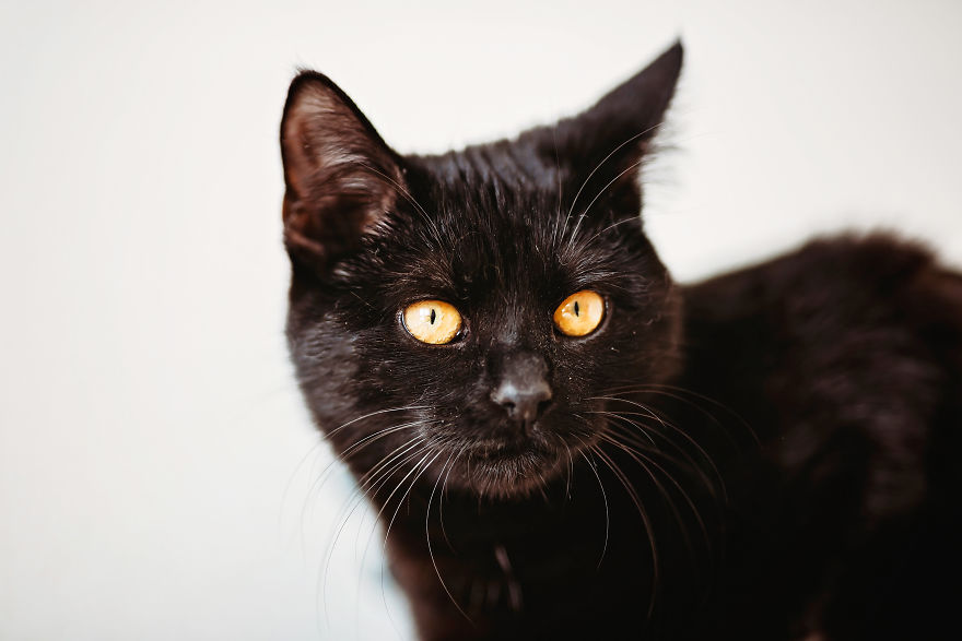 I Take Professional Photos For Abandoned Animals To Help Them Find A New Home I Take Professional Photos For Abandoned Animals To Help Them Find A New Home