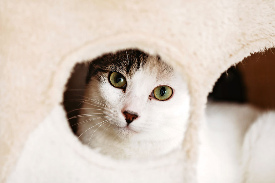 I Take Professional Photos For Abandoned Animals To Help Them Find A New Home I Take Professional Photos For Abandoned Animals To Help Them Find A New Home