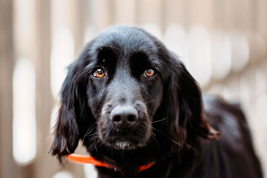 I Take Professional Photos For Abandoned Animals To Help Them Find A New Home I Take Professional Photos For Abandoned Animals To Help Them Find A New Home