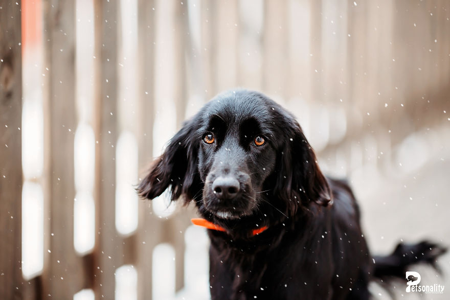 I Take Professional Photos For Abandoned Animals To Help Them Find A New Home I Take Professional Photos For Abandoned Animals To Help Them Find A New Home