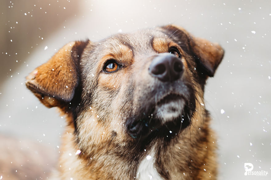 I Take Professional Photos For Abandoned Animals To Help Them Find A New Home I Take Professional Photos For Abandoned Animals To Help Them Find A New Home