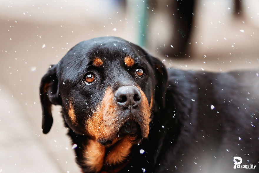 I Take Professional Photos For Abandoned Animals To Help Them Find A New Home I Take Professional Photos For Abandoned Animals To Help Them Find A New Home