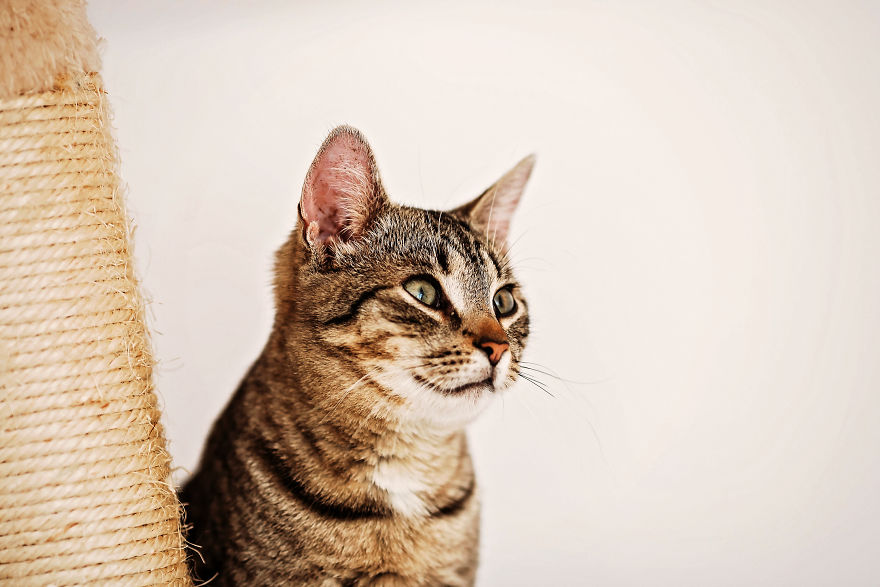 I Take Professional Photos For Abandoned Animals To Help Them Find A New Home I Take Professional Photos For Abandoned Animals To Help Them Find A New Home