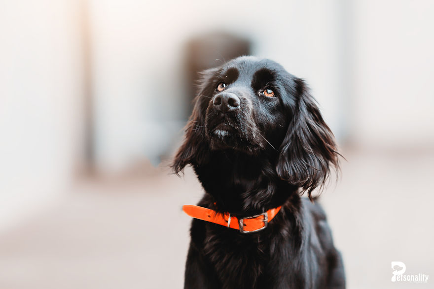 I Take Professional Photos For Abandoned Animals To Help Them Find A New Home I Take Professional Photos For Abandoned Animals To Help Them Find A New Home