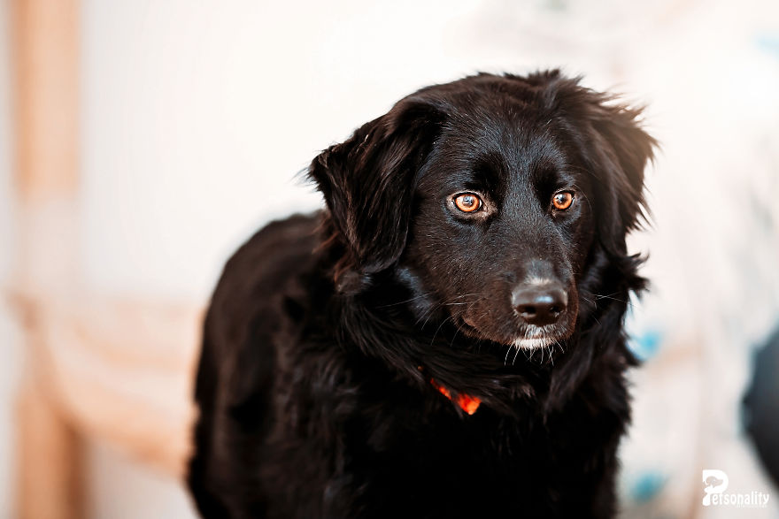 I Take Professional Photos For Abandoned Animals To Help Them Find A New Home I Take Professional Photos For Abandoned Animals To Help Them Find A New Home