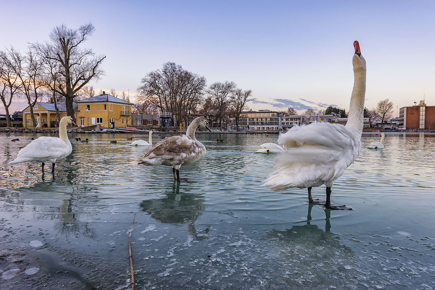 Balaton: Frozen Lake Of Hungary Balaton: Frozen Lake Of Hungary
