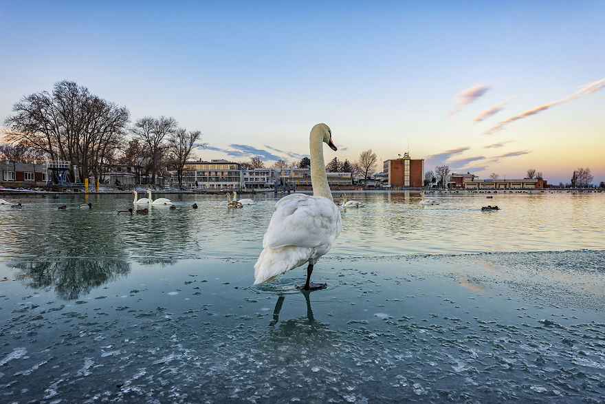 Balaton: Frozen Lake Of Hungary Balaton: Frozen Lake Of Hungary