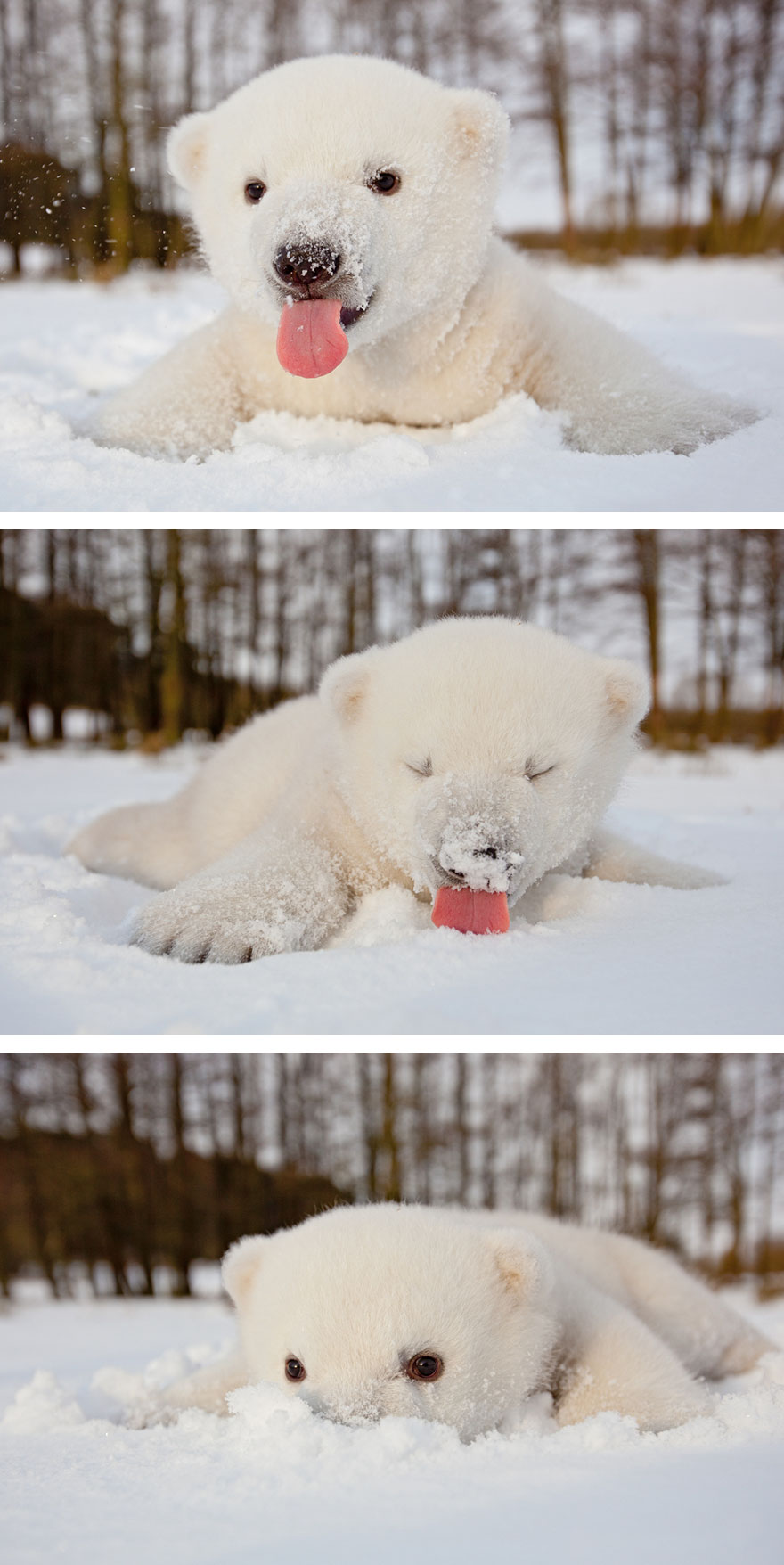 30 Cute Baby Polar Bears Celebrate International Polar Bear Day