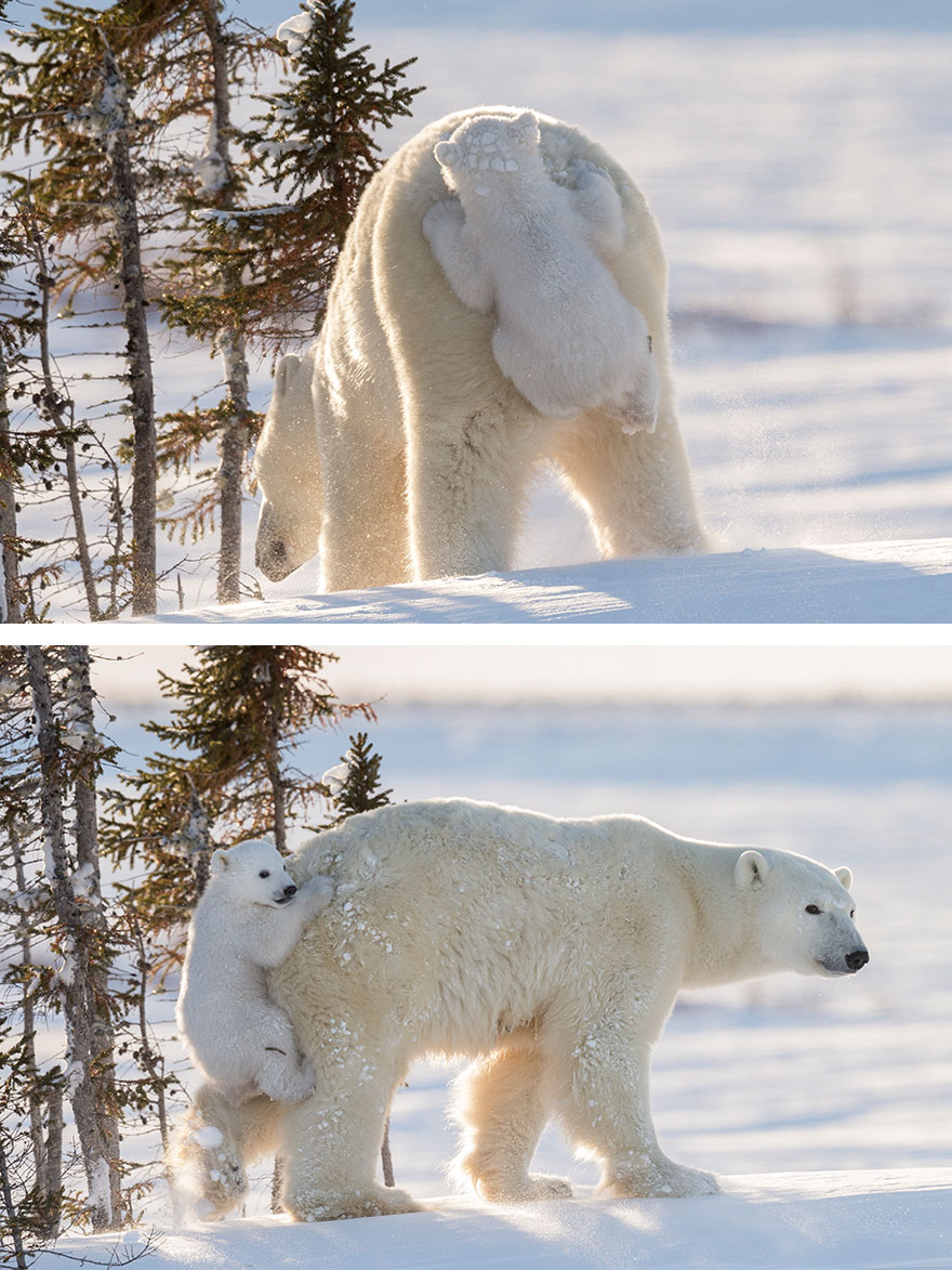 30 Cute Baby Polar Bears Celebrate International Polar Bear Day