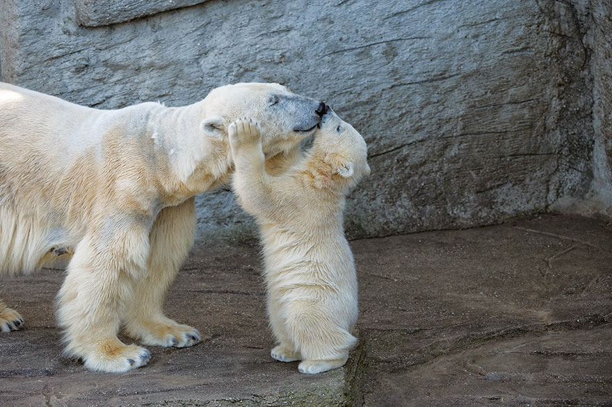 30 Cute Baby Polar Bears Celebrate International Polar Bear Day