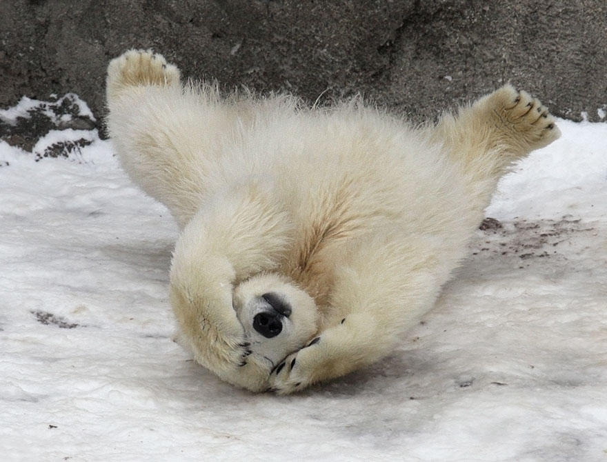 30 Cute Baby Polar Bears Celebrate International Polar Bear Day