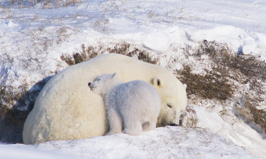30 Cute Baby Polar Bears Celebrate International Polar Bear Day
