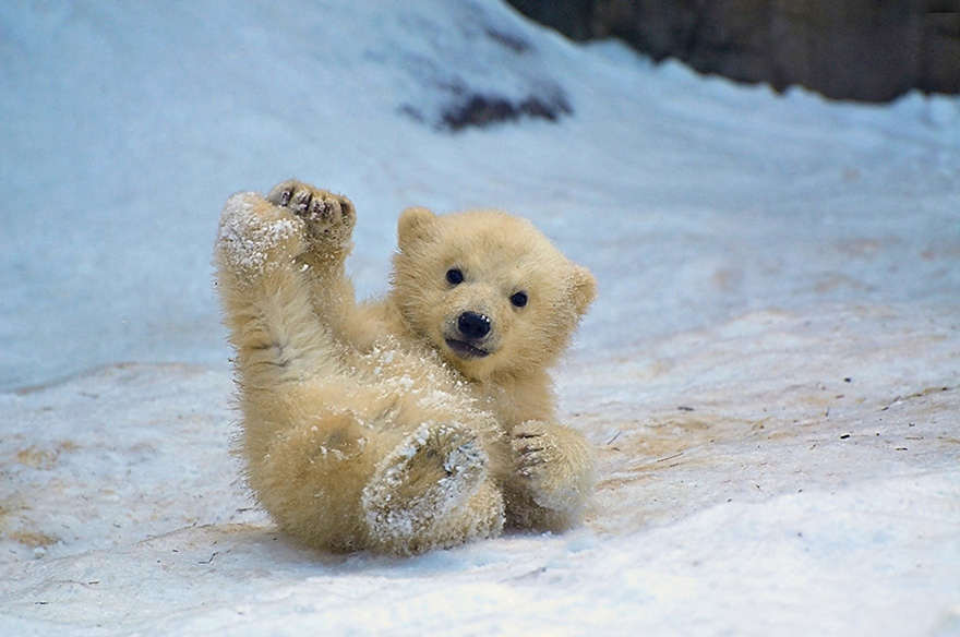30 Cute Baby Polar Bears Celebrate International Polar Bear Day