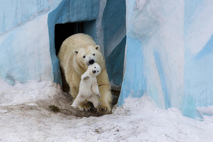 30 Cute Baby Polar Bears Celebrate International Polar Bear Day