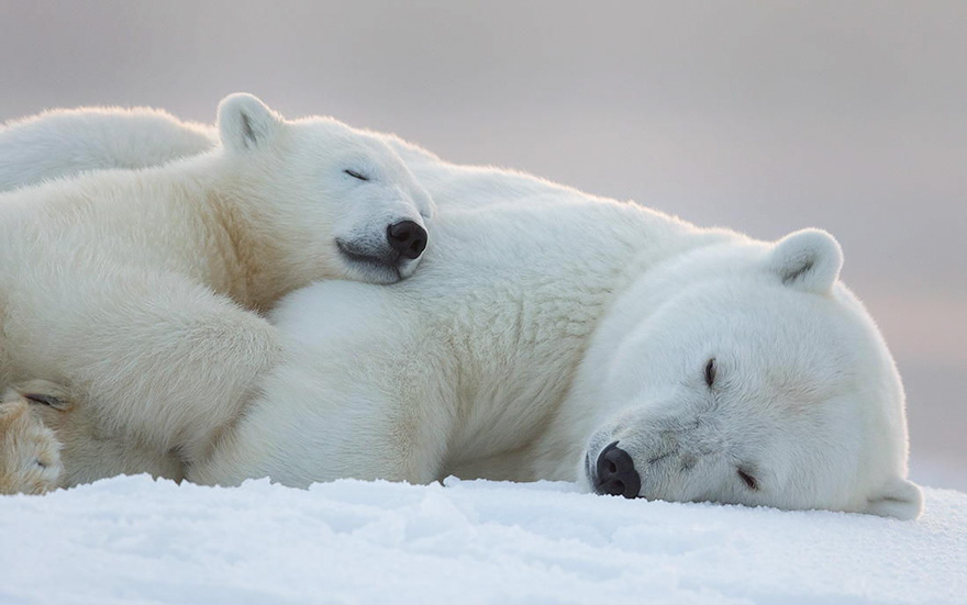 30 Cute Baby Polar Bears Celebrate International Polar Bear Day