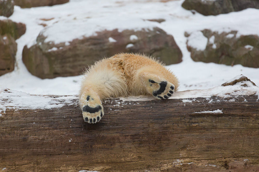30 Cute Baby Polar Bears Celebrate International Polar Bear Day