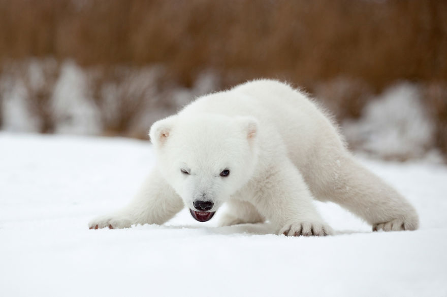 30 Cute Baby Polar Bears Celebrate International Polar Bear Day