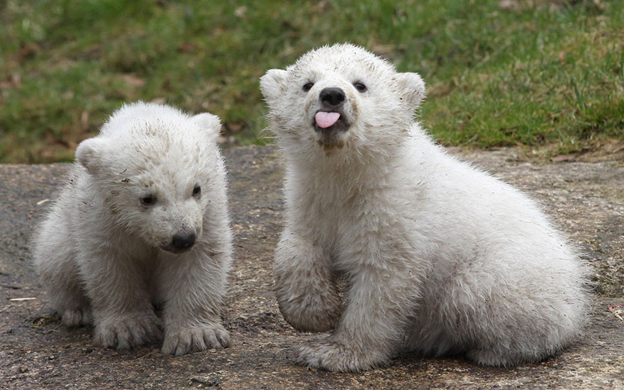 30 Cute Baby Polar Bears Celebrate International Polar Bear Day
