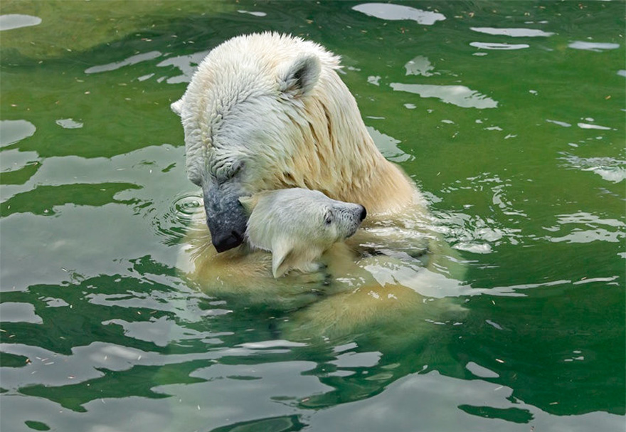 30 Cute Baby Polar Bears Celebrate International Polar Bear Day