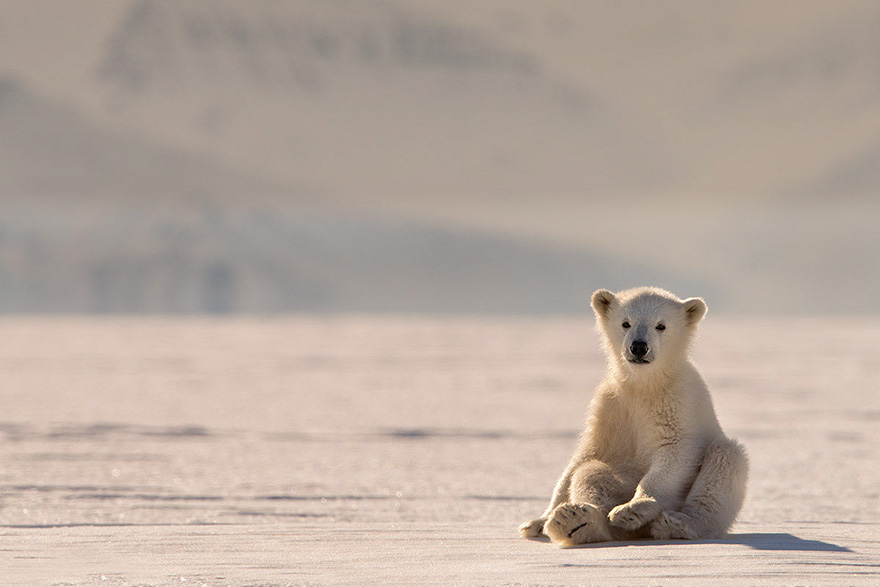30 Cute Baby Polar Bears Celebrate International Polar Bear Day