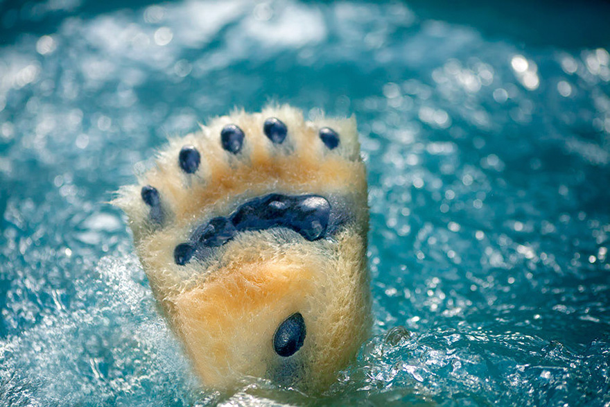 30 Cute Baby Polar Bears Celebrate International Polar Bear Day