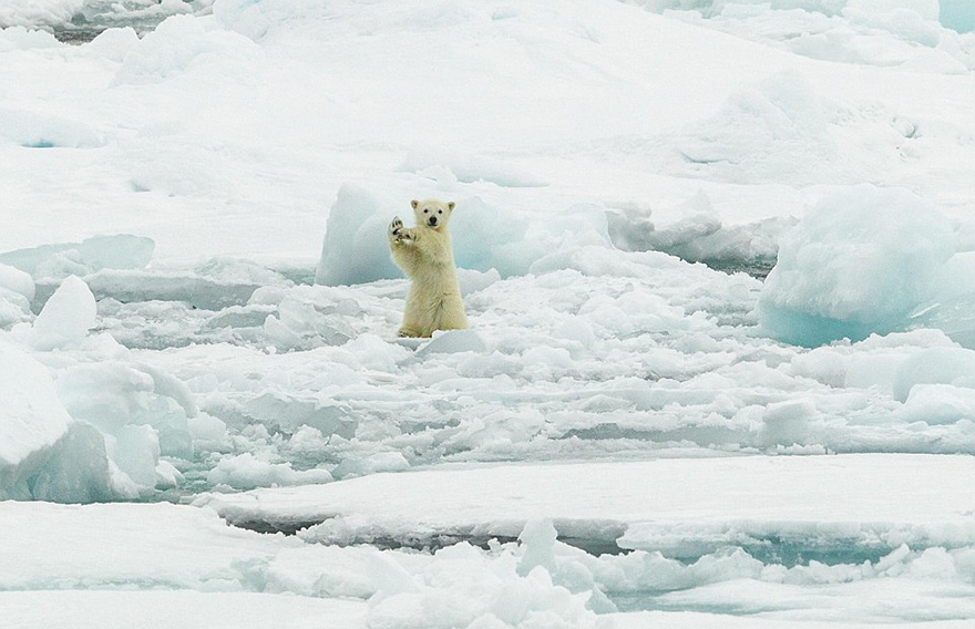 30 Cute Baby Polar Bears Celebrate International Polar Bear Day