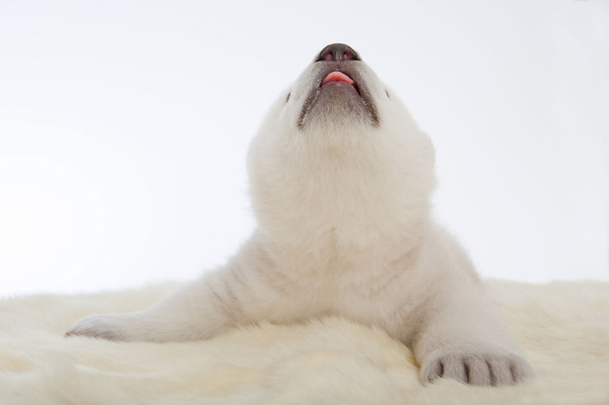 30 Cute Baby Polar Bears Celebrate International Polar Bear Day