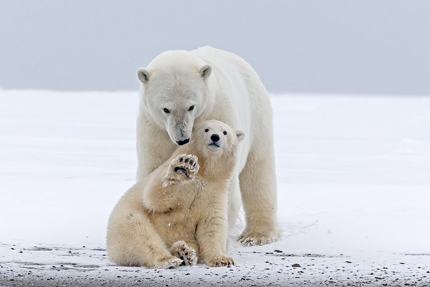 30 Cute Baby Polar Bears Celebrate International Polar Bear Day