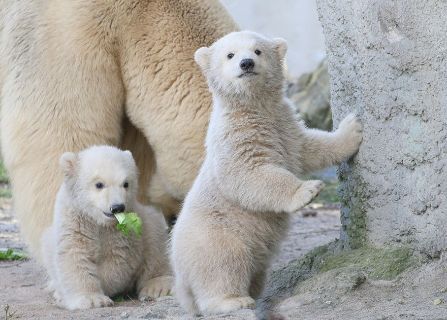 30 Cute Baby Polar Bears Celebrate International Polar Bear Day