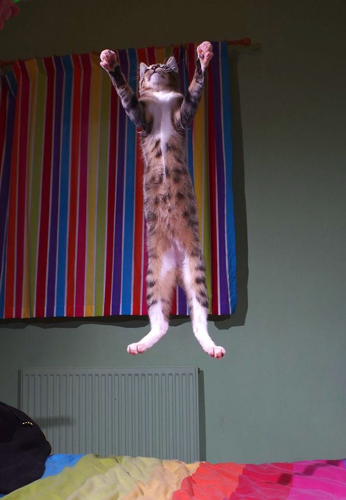 32 Evidences That Our Kitten Is A Part Kangaroo And Part Velociraptor 32 Evidences That Our Kitten Is A Part Kangaroo And Part Velociraptor