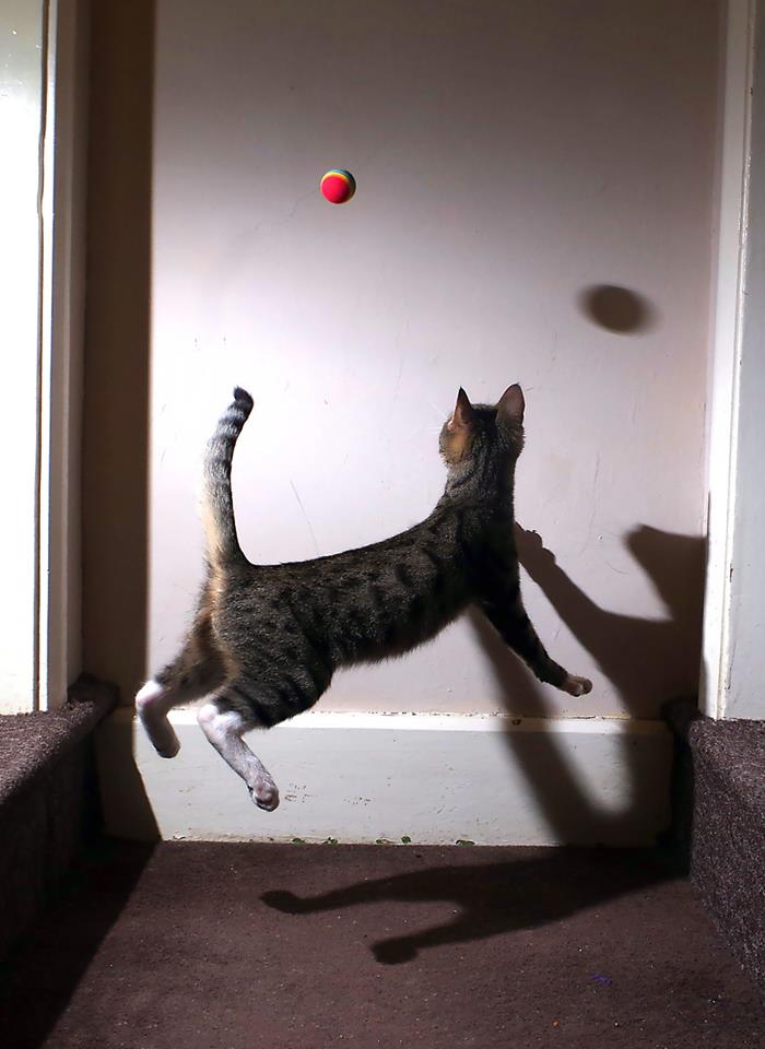 32 Evidences That Our Kitten Is A Part Kangaroo And Part Velociraptor 32 Evidences That Our Kitten Is A Part Kangaroo And Part Velociraptor