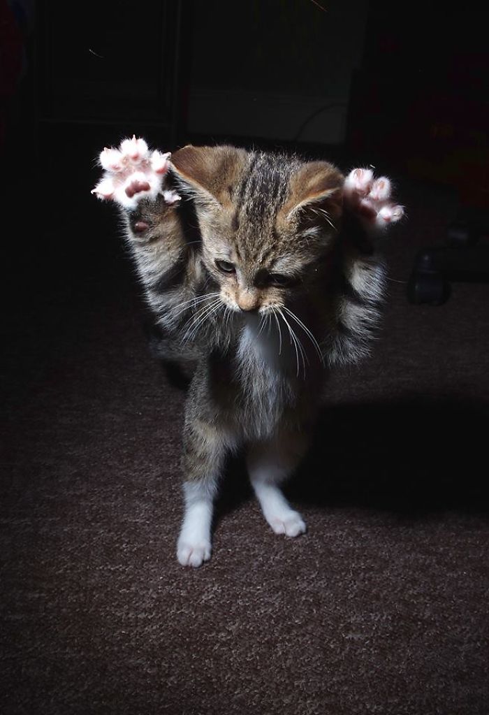 32 Evidences That Our Kitten Is A Part Kangaroo And Part Velociraptor 32 Evidences That Our Kitten Is A Part Kangaroo And Part Velociraptor